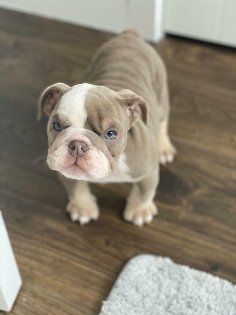 bulldog for sale gumtree